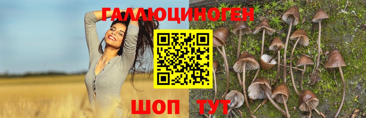 магазин    Вход с VPN  Псилоцибиновые грибы Psilocybe  Касимов  Псилоцибиновые грибы Psilocybe 